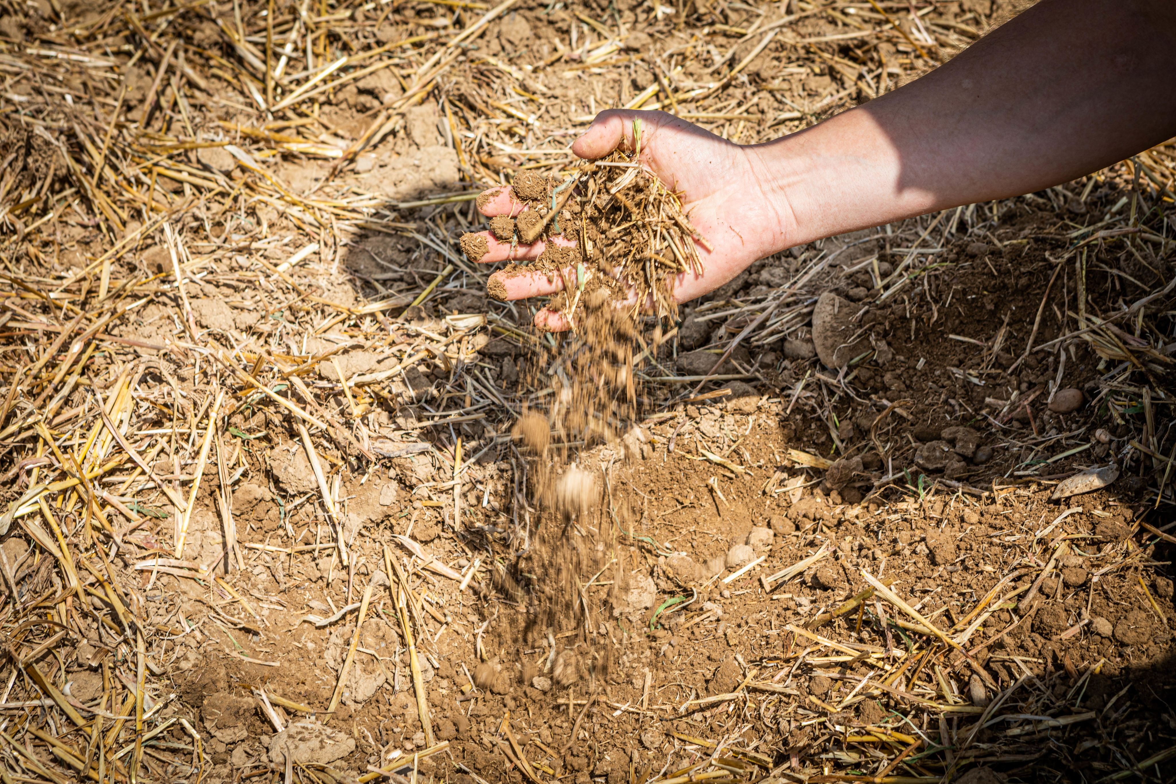 brown soil