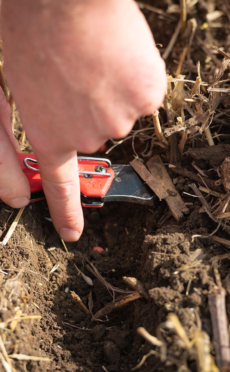 A finger poking at a red seed planted in soil